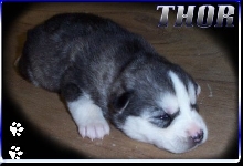 THOR at 2 weeks