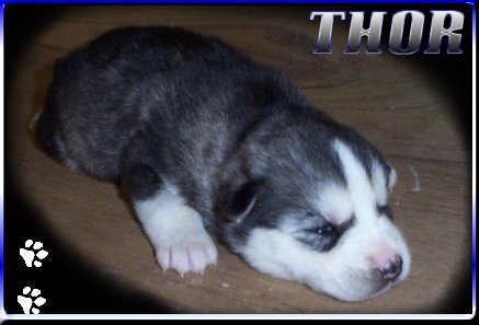 THOR at 2 weeks