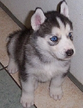 THOR   *5 Weeks Old*