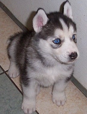 THOR   *5 Weeks Old*