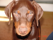 Inuki's little sister, Konstantine