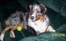 Shadow - 1 yr. old