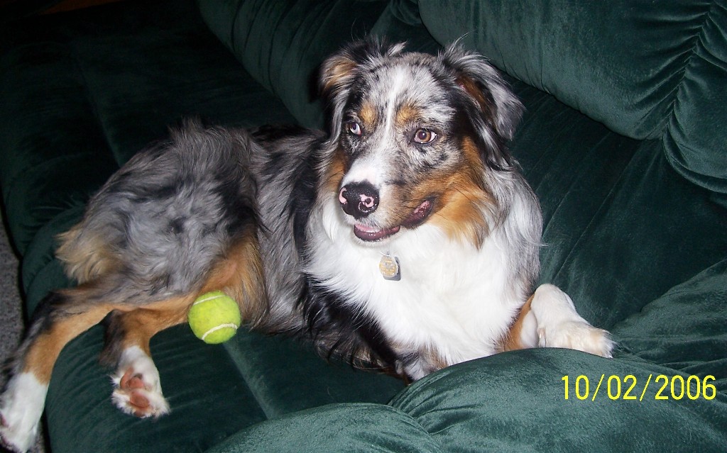 Shadow - 1 yr. old