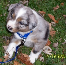 Shadow's Homecoming - 5 1/2 weeks