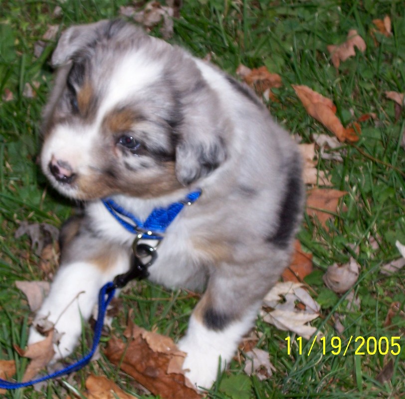 Shadow's Homecoming - 5 1/2 weeks