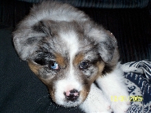 Shadow - 7 1/2 weeks