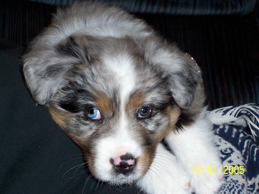 Shadow - 7 1/2 weeks