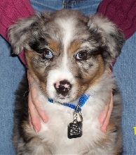 Shadow Closeup - 8 1/2 weeks