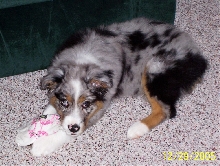 Shadow - 11 weeks