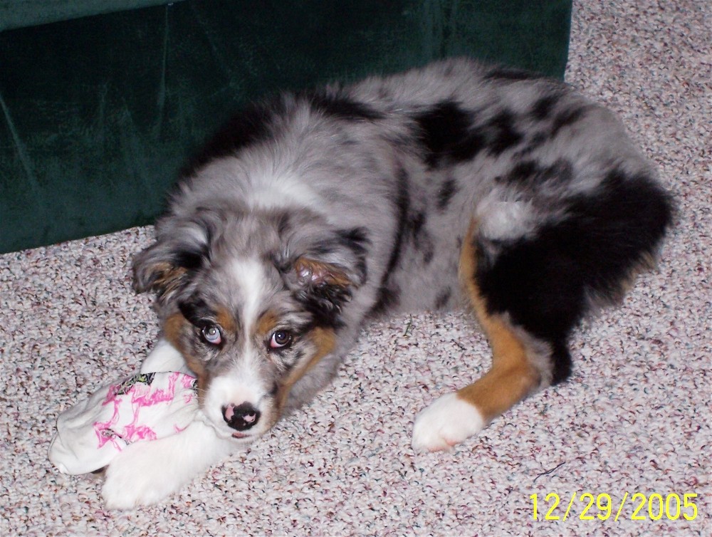 Shadow - 11 weeks