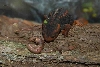 Tylototriton verrucosus-2