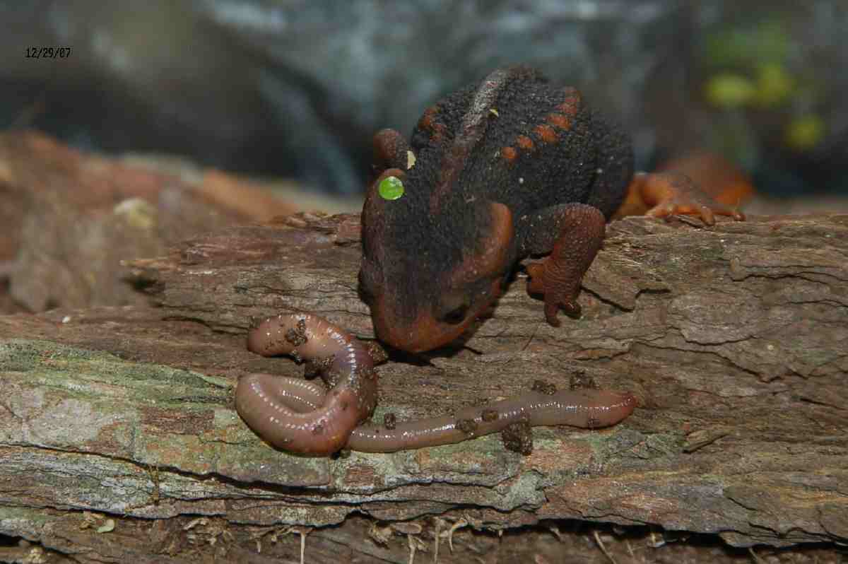 Tylototriton verrucosus-2