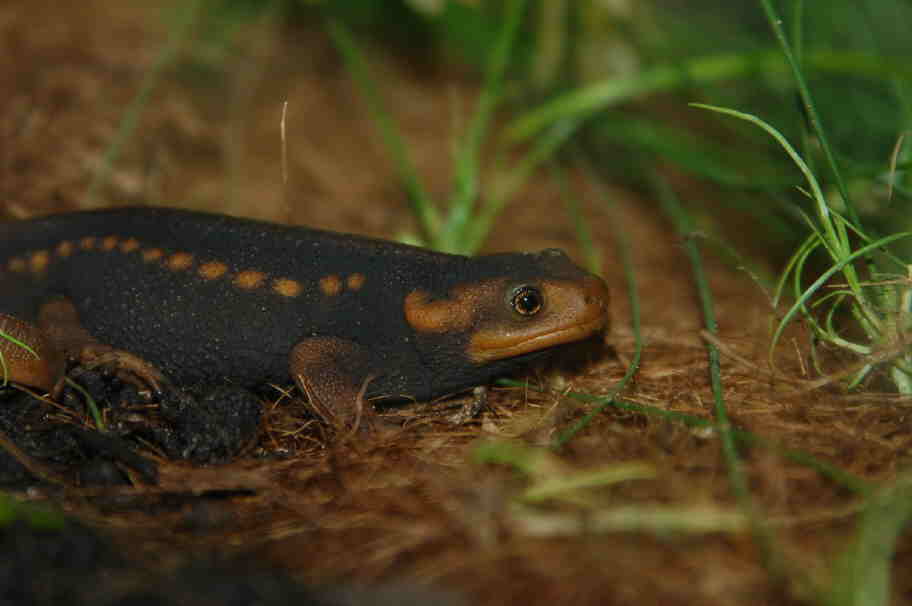 Tylototriton verrucosus-1