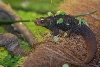Tylototriton verrucosus-3