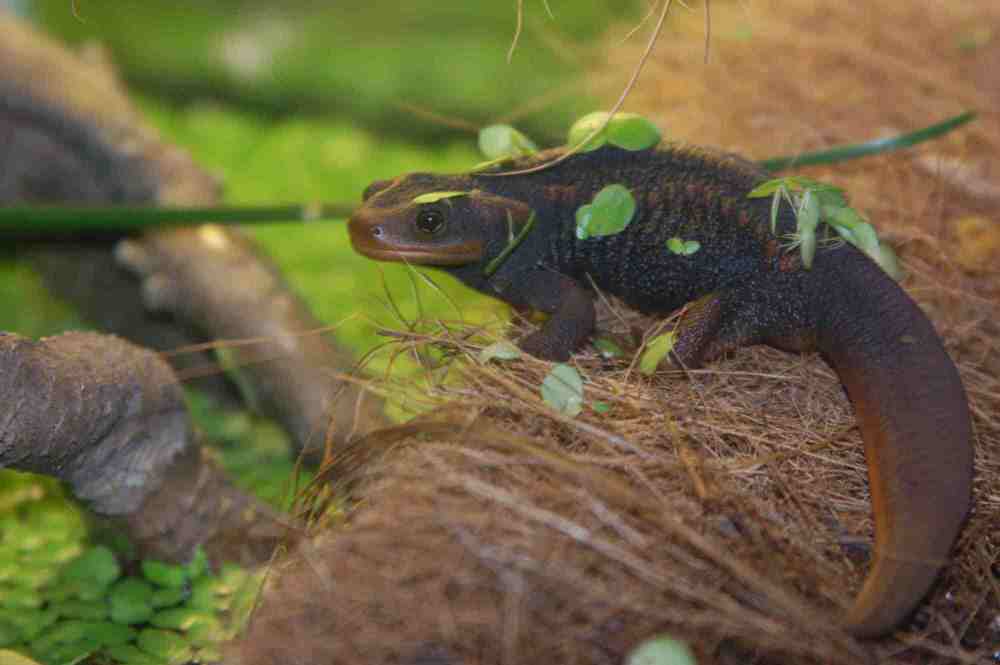 Tylototriton verrucosus-3