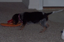 I should have named her "chewy"