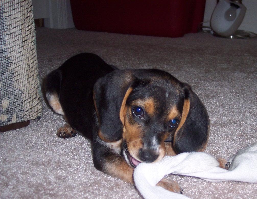 baby oreo