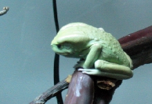 waxy 1