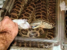 anaconda feeding
