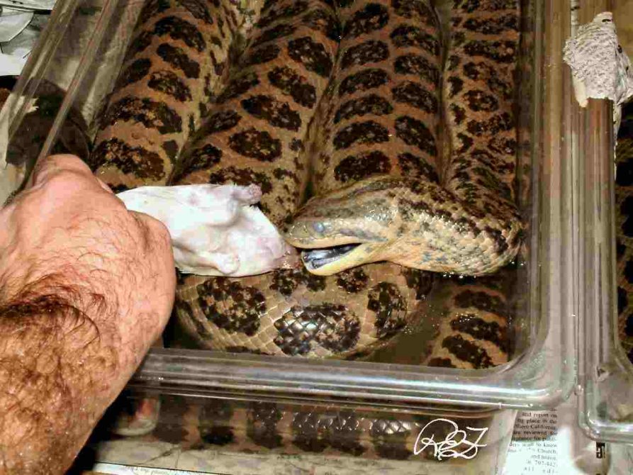 anaconda feeding