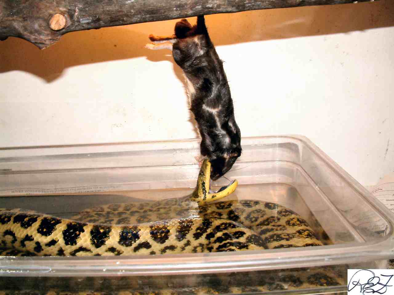 Anaconda feeding