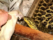 Hand fed Boa 1