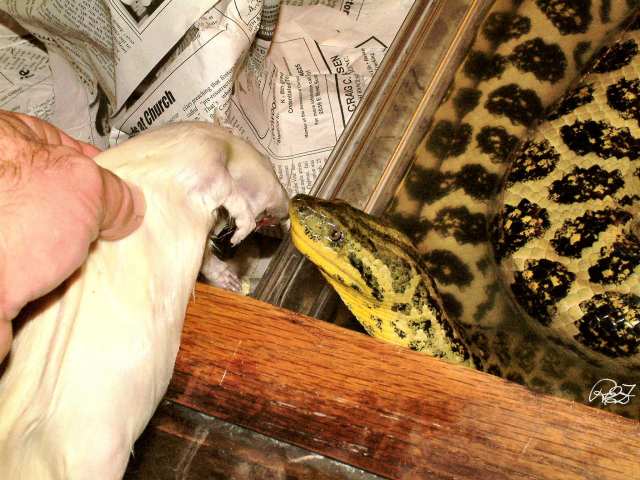 Hand fed Boa 1