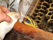 Hand fed Boa 2