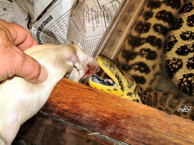 Hand fed Boa 2