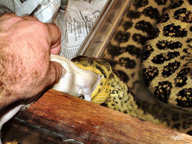 Hand fed Boa 4