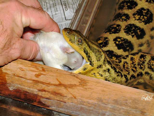 Hand fed Boa 3