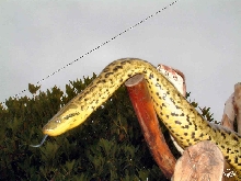 Boa exercise