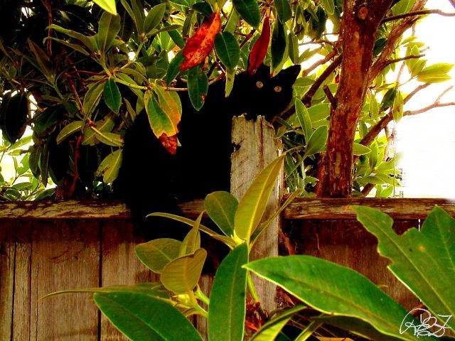 Hiding out