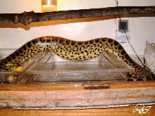 Pot bellied Anaconda