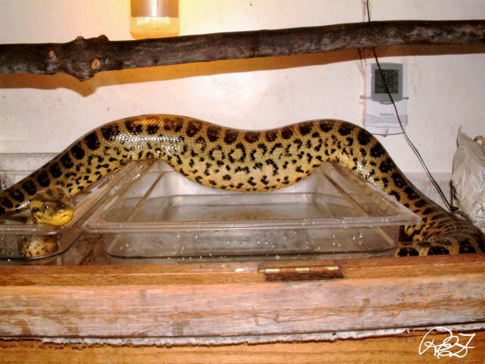 Pot bellied Anaconda