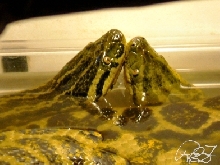 Anacondas Mating