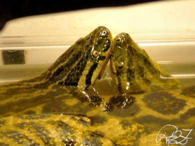 Anacondas Mating