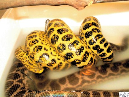 Anaconda affection.