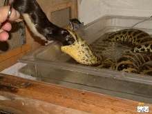 Lazy Anaconda