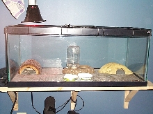 tank with 2 leos