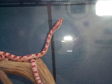 Amel corn climbing