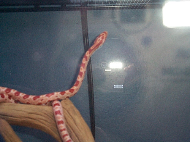Amel corn climbing