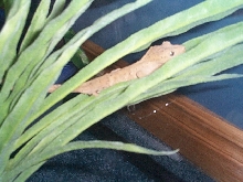My Crested Gecko