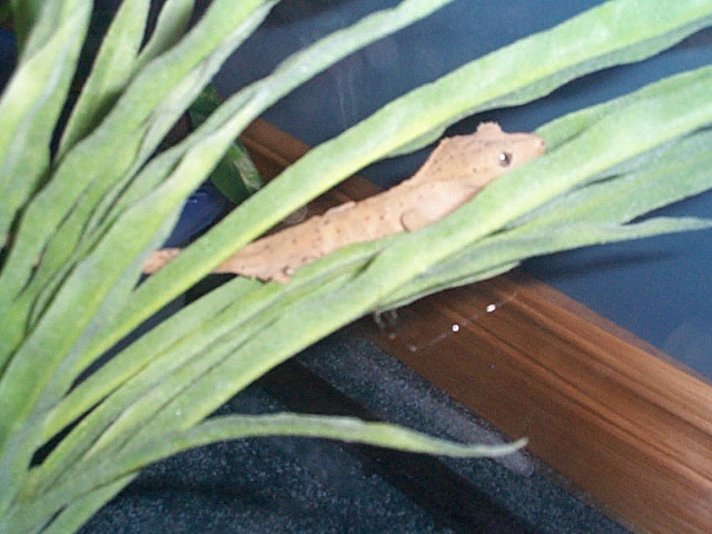 My Crested Gecko