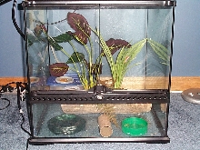 My crested gecko cage
