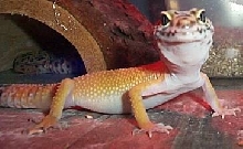 My tangerine leo Hank