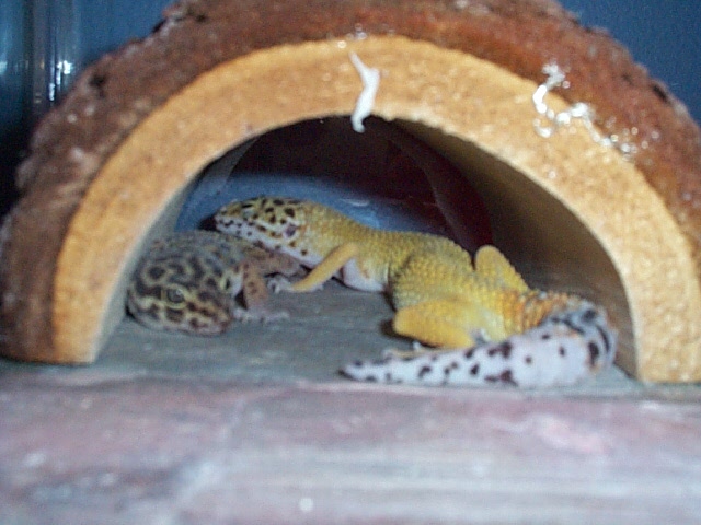 Hank sleeping on Demon