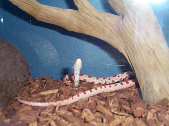 My Amel Corn