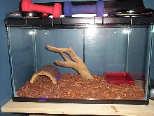 Corn tank