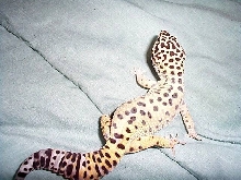 Speedy
